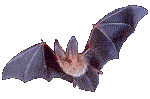 The Blue Bat