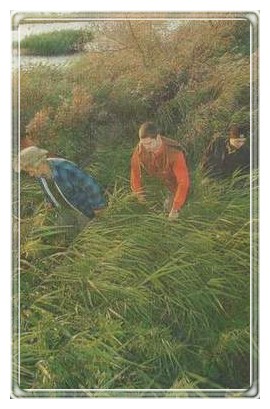 reed2a.JPG (18875 bytes)