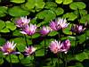 TN_Water lilies.JPG (3442 bytes)