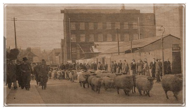 sheep.JPG (55259 bytes)