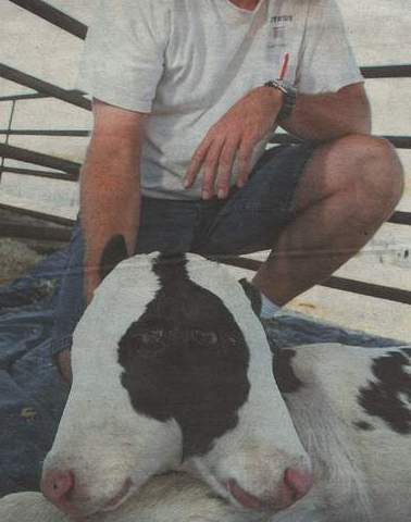 cow1.JPG (21942 bytes)