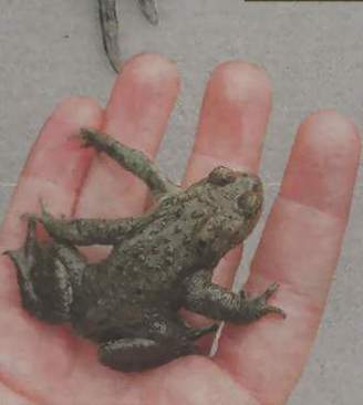 frog2bb.JPG (11156 bytes)