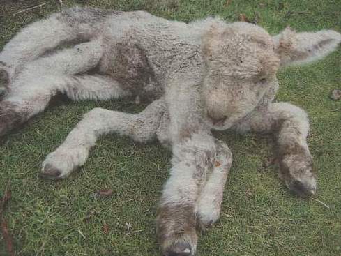 lamb1.JPG (34185 bytes)