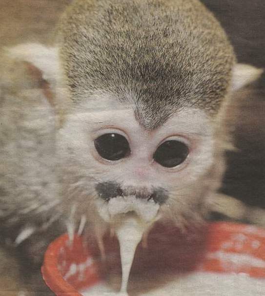 monkey.s1.JPG (40619 bytes)